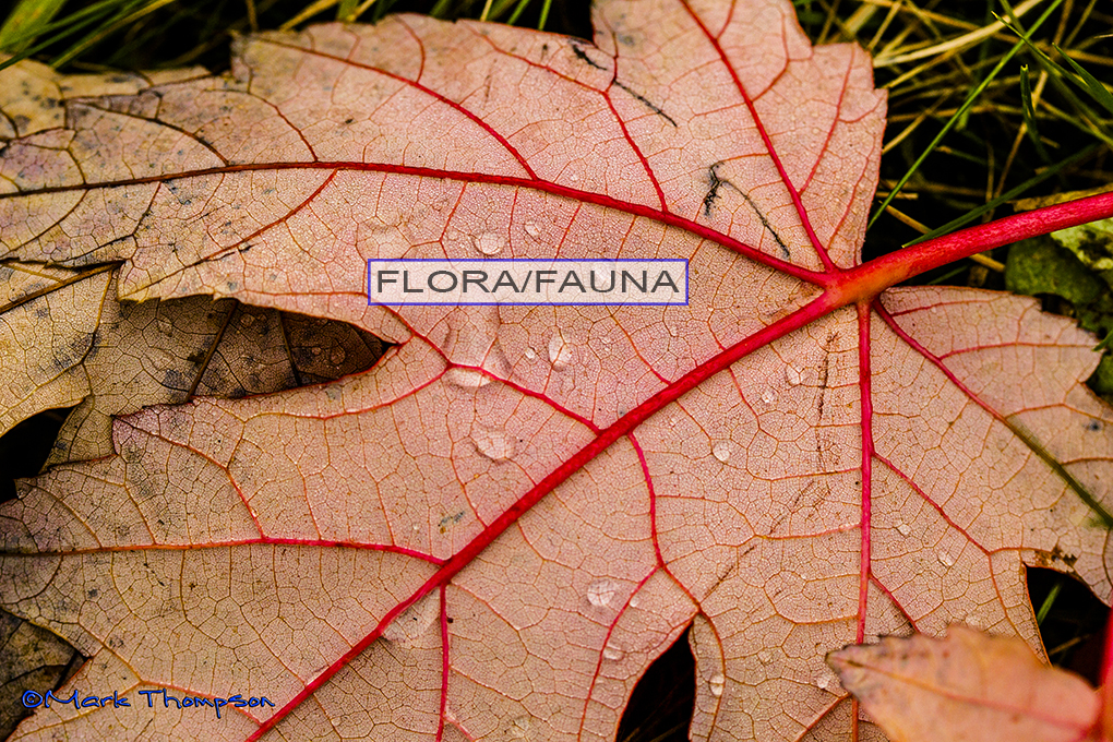 Flowers, plantlife of all types.